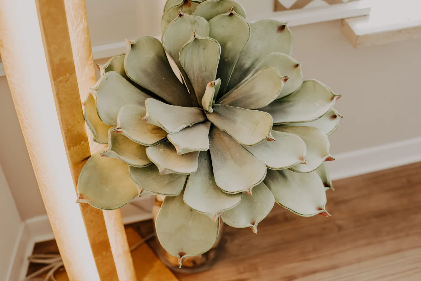 Blume in der Praxis für Osteopathie Lechfeld
